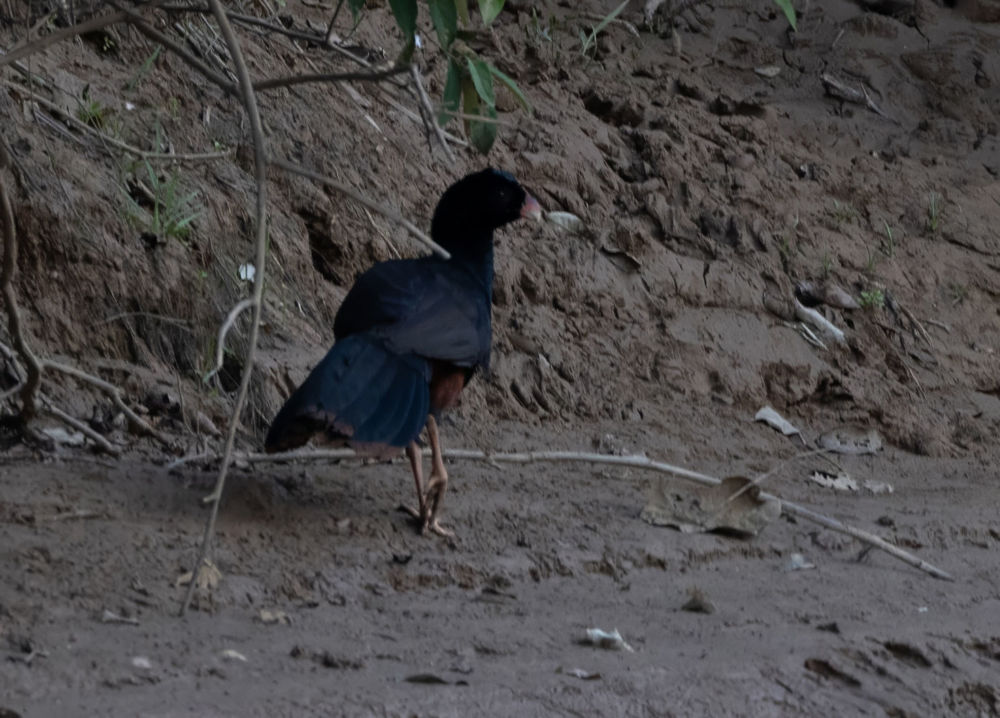 Crestless Curassow. Photo: D. Ascanio.